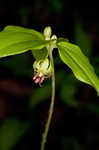 Indian cucumber